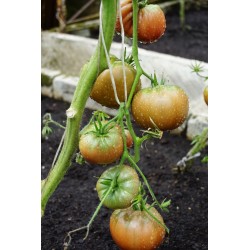 Tomato Noire de Crimée - Seeds