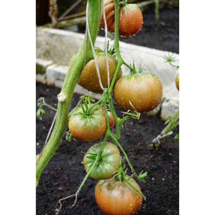 Tomato Noire de Crimée - Seeds