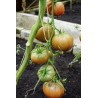 Tomato Noire de Crimée - Seeds