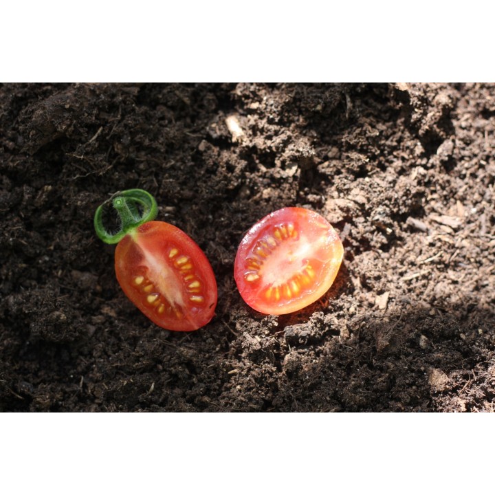 Tomato Malinowy Kapturek - Seeds