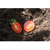 Tomato Malinowy Kapturek - Seeds