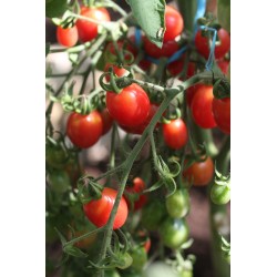 Tomato Malinowy Kapturek - Seeds