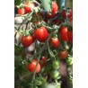 Tomato Malinowy Kapturek - Seeds