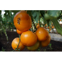 Tomato Jantar - Seeds