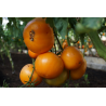 Tomato Jantar - Seeds