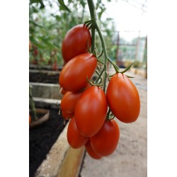 Tomato Blumko - Seeds