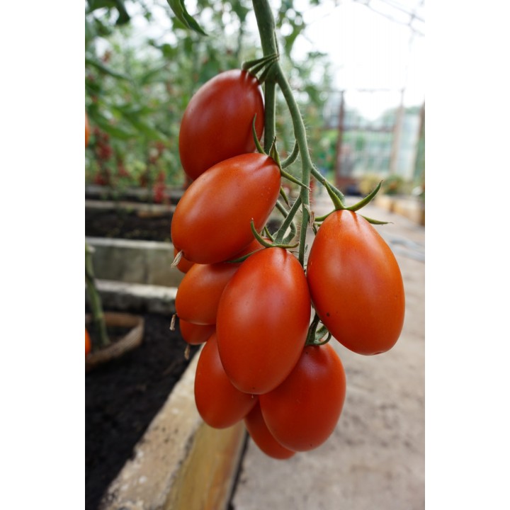 Tomato Blumko - Seeds