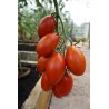 Tomato Blumko - Seeds