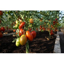 Tomato Blumko - Seeds
