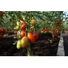 Tomato Blumko - Seeds