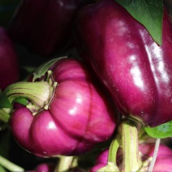 Sweet Pepper Oda - Seeds