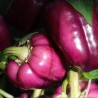 Sweet Pepper Oda - Seeds