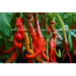 Sweet Pepper Lombardo - Seeds