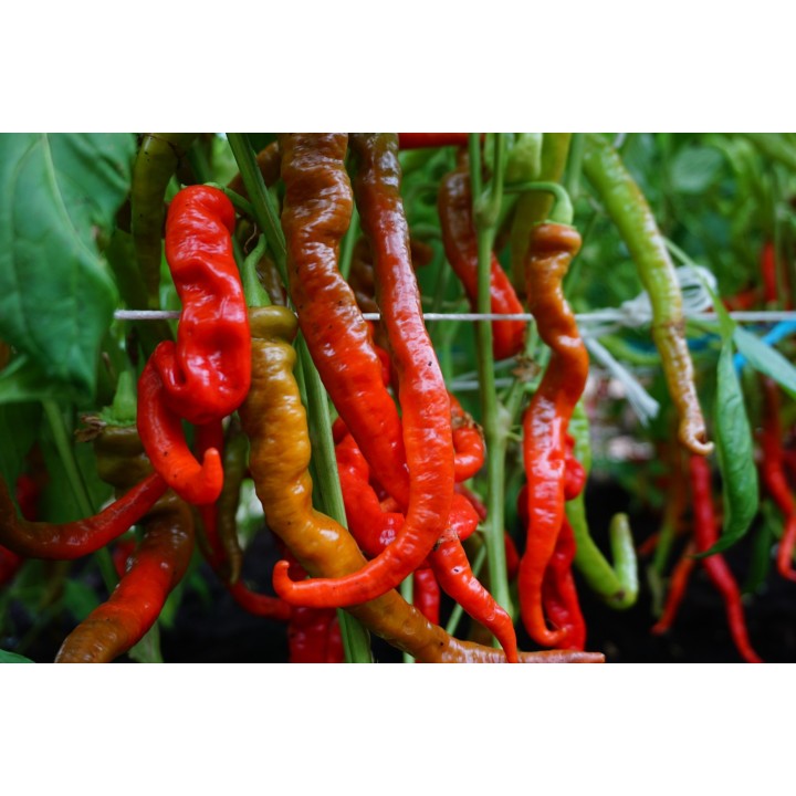 Sweet Pepper Lombardo - Seeds