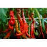 Sweet Pepper Lombardo - Seeds