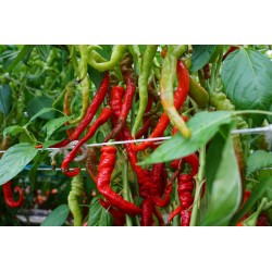 Sweet Pepper Lombardo - Seeds