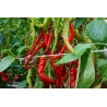 Sweet Pepper Lombardo - Seeds