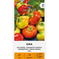 Hot Pepper Ilika - Seeds