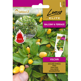 Hot Pepper Vulcain - Seeds