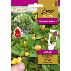 Hot Pepper Vulcain - Seeds