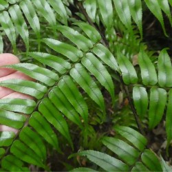 Rebecca's tree fern - Seeds