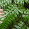 Rebecca's tree fern - Seeds