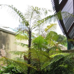 Rebecca's tree fern - Seeds