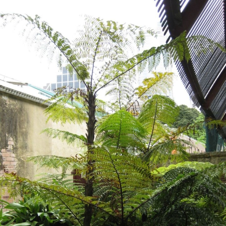 Rebecca's tree fern - Seeds