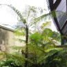 Rebecca's tree fern - Seeds