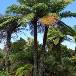 Black tree fern - Seeds