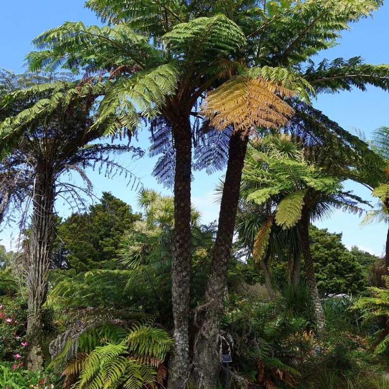Black tree fern - Seeds