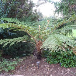 Black tree fern - Seeds