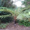 Black tree fern - Seeds