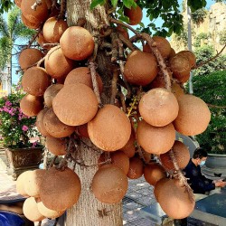 Cannonball tree - Seeds
