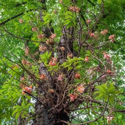 Cannonball tree - Seeds