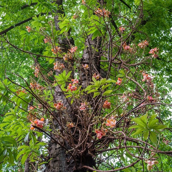 Cannonball tree - Seeds