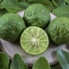 Kaffir lime - Seeds