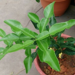 Kaffir lime - Seeds