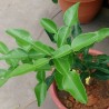 Kaffir lime - Seeds