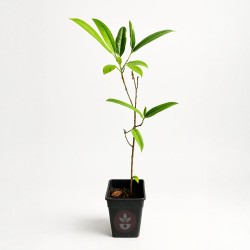 Jackfruit - Plant