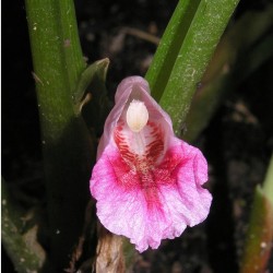 Fingerroot - Plant