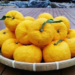 Yuzu - Plant
