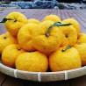 Yuzu - Plant