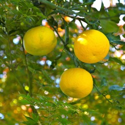 Yuzu - Plant
