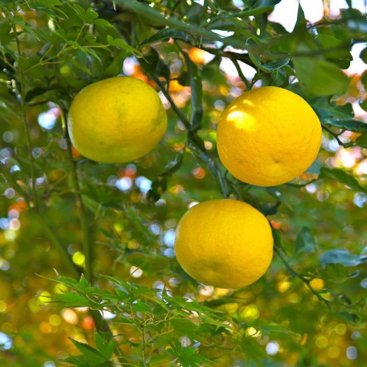 Yuzu - Plant