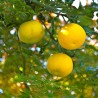 Yuzu - Plant
