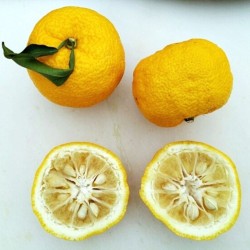 Yuzu - Plant