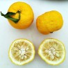 Yuzu - Plant