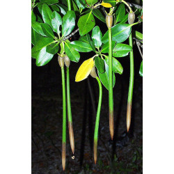 Red mangrove - Plant