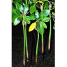 Red mangrove - Plant